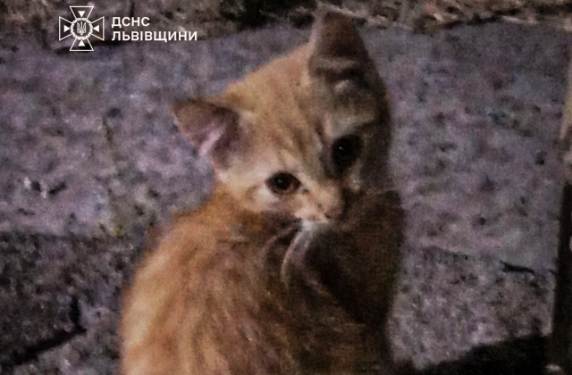 У Львові руде кошеня впало у вузьку металеву трубу